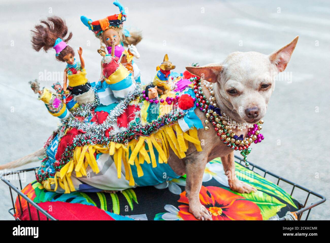 Miami Beach Florida, South Beach, Ocean Drive, décoré Chihuahua chiens animaux de compagnie les animaux de compagnie se trouvent un panier à vélo Banque D'Images