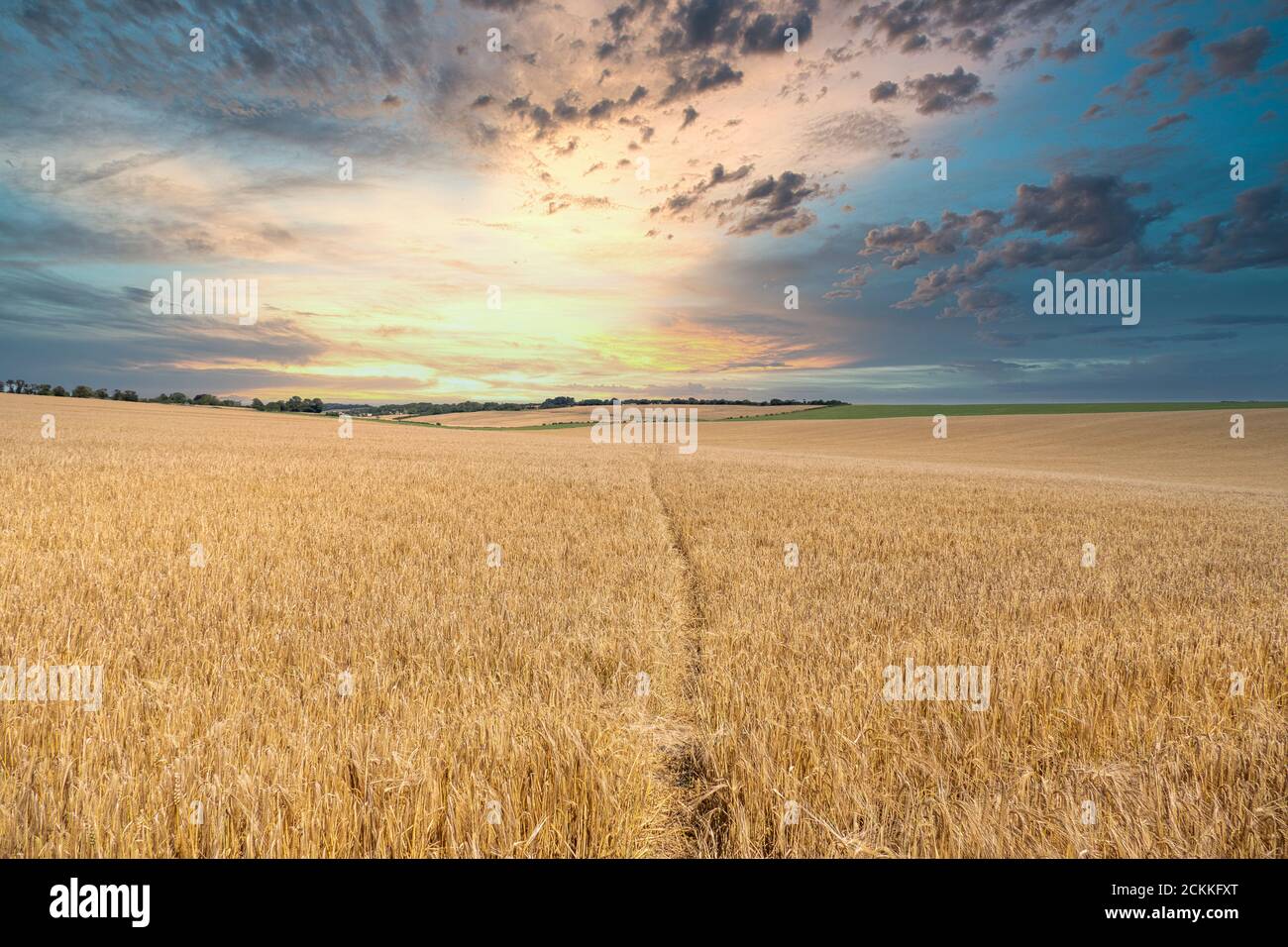 Coucher de soleil sur un champ de blé avec un sentier traversant le milieu. Banque D'Images