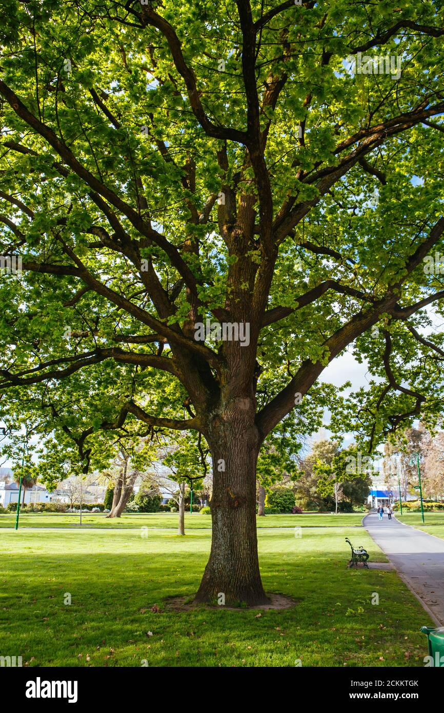 Launceston City Park Tasmanie Australie Banque D'Images