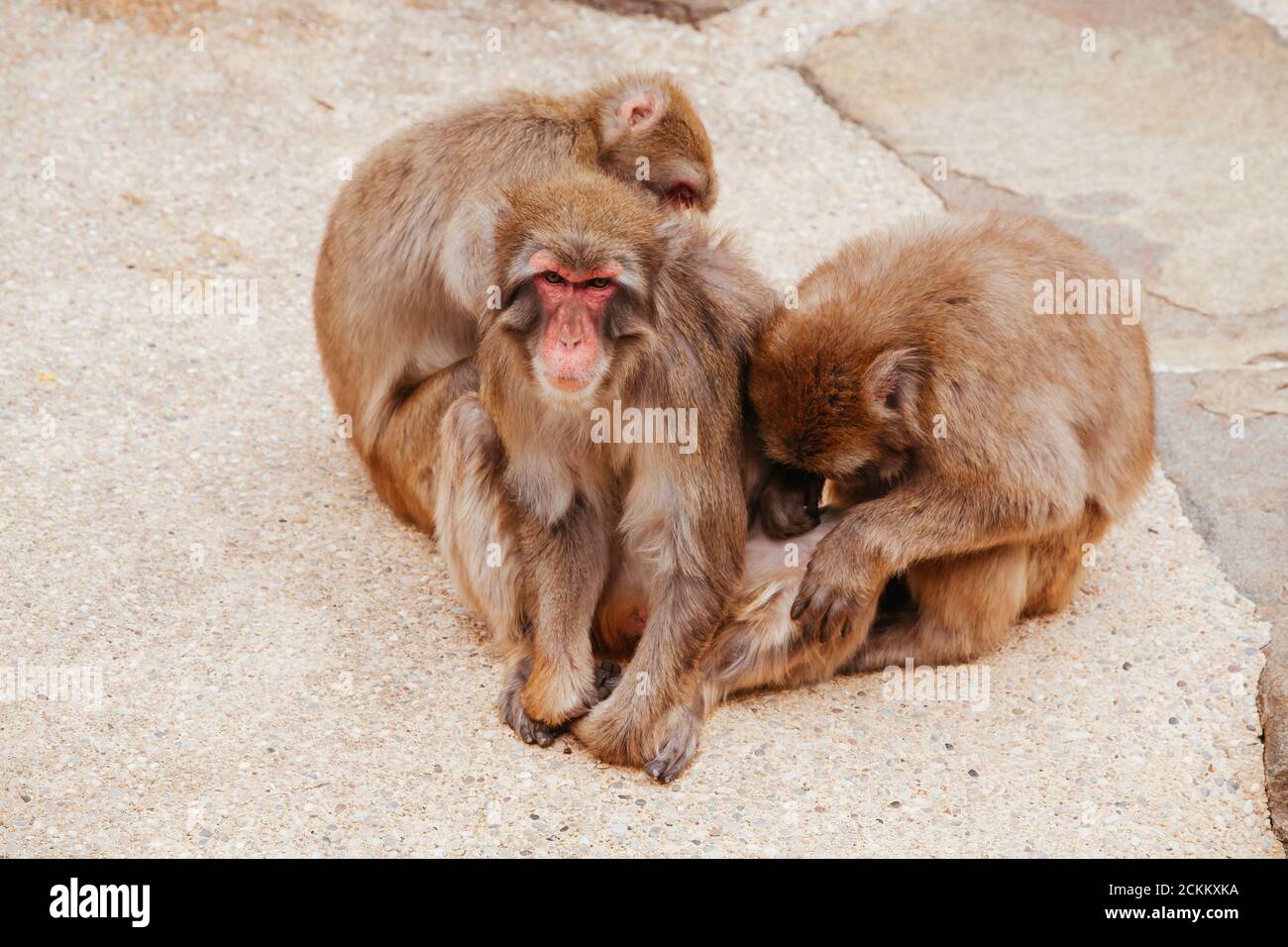 Launceston City Park Monkey Enclosure Tasmanie Australie Banque D'Images