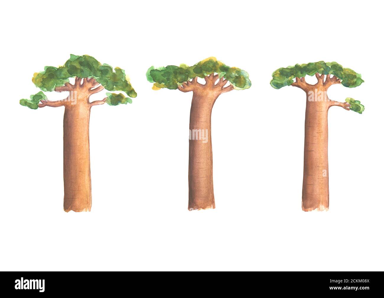 Ensemble de trois baobabs. Aquarelle illustration botanique dessinée à la main. Symbole de Madagascar. Banque D'Images