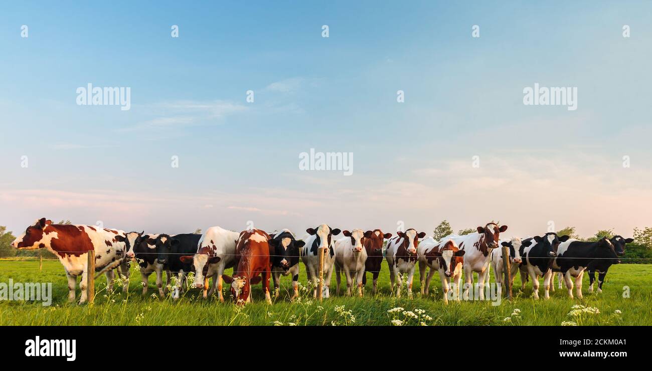 Panorama des curieux vaches laitières hollandaises de suite Banque D'Images