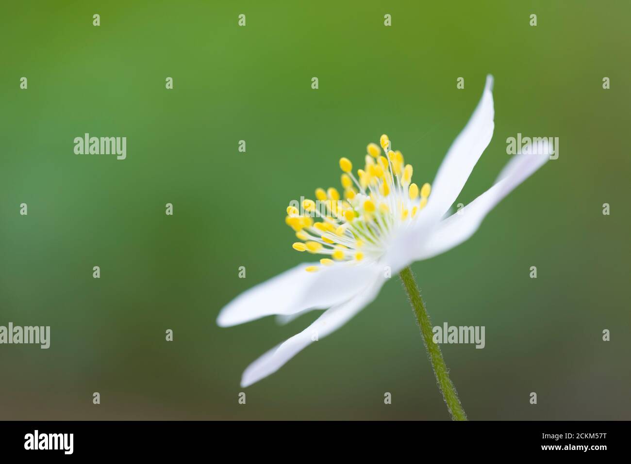 Bois Anemone (Anemone nemorosa) fleurit dans une forêt anglaise au printemps. Aussi connu sous le nom de renard odorat, Thimbleweed ou Windflower. Banque D'Images