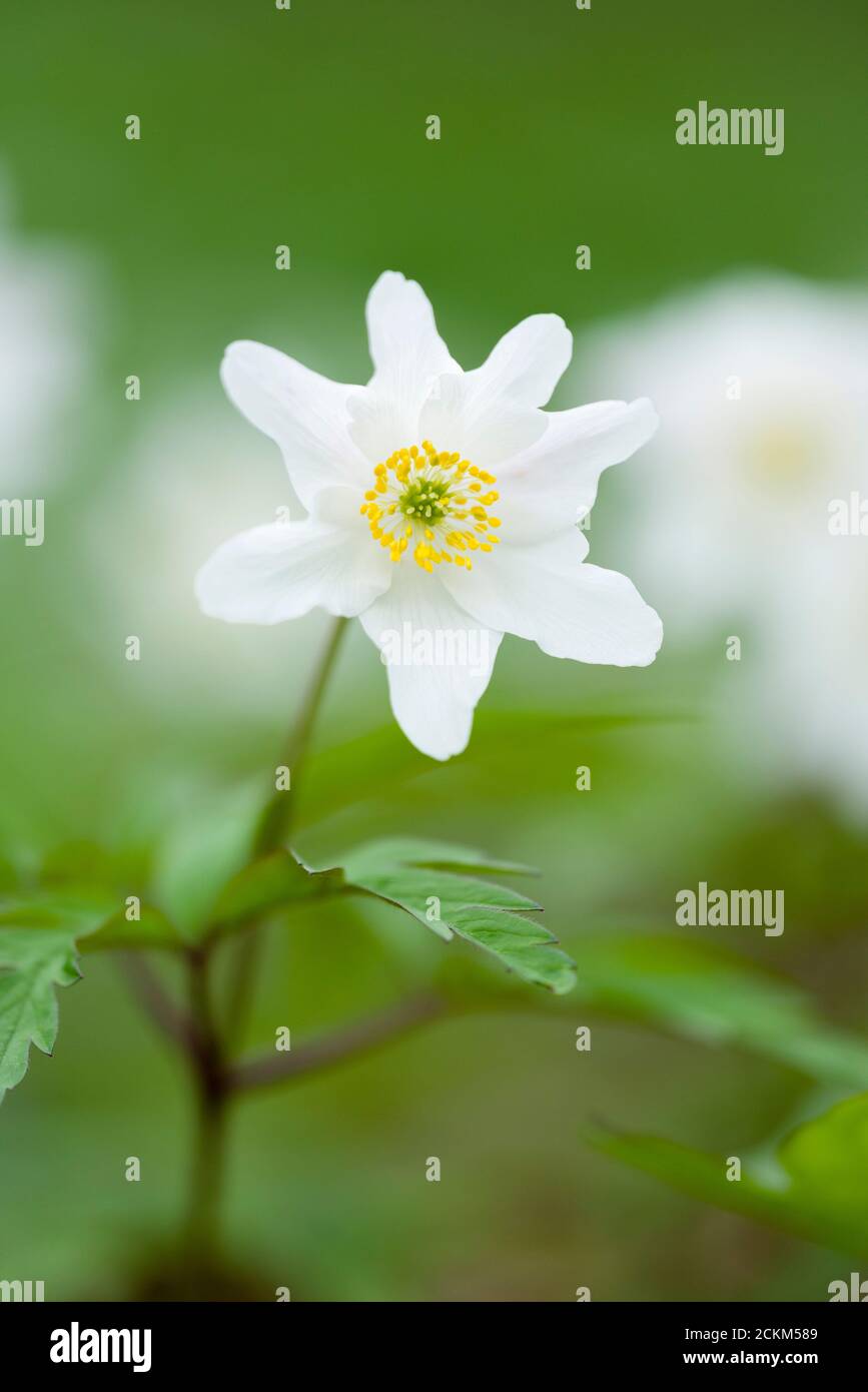 Bois Anemone (Anemone nemorosa) fleurit dans une forêt anglaise au printemps. Aussi connu sous le nom de renard odorat, Thimbleweed ou Windflower. Banque D'Images