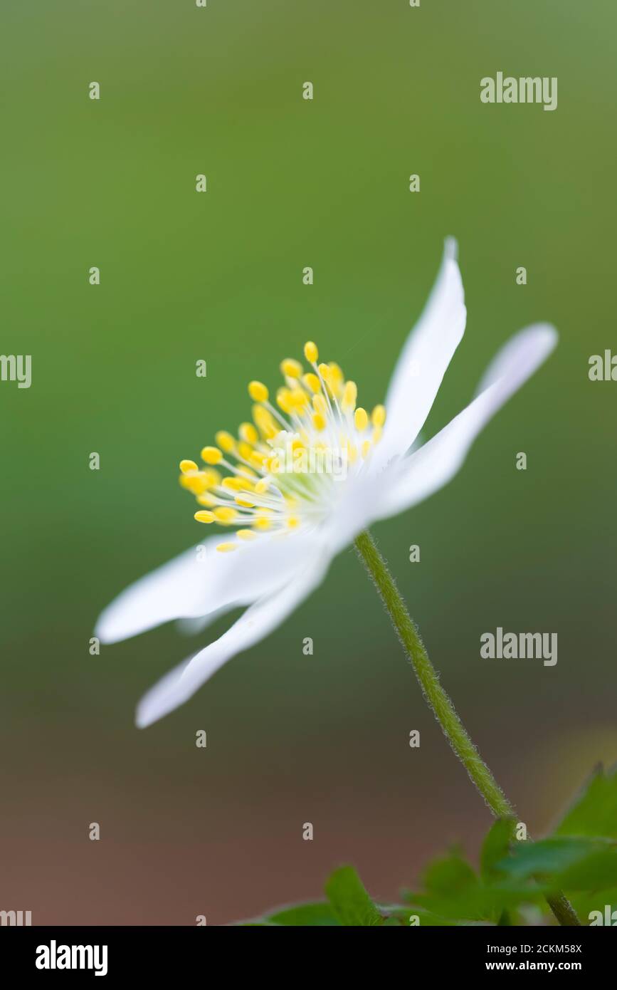 Bois Anemone (Anemone nemorosa) fleurit dans une forêt anglaise au printemps. Aussi connu sous le nom de renard odorat, Thimbleweed ou Windflower. Banque D'Images