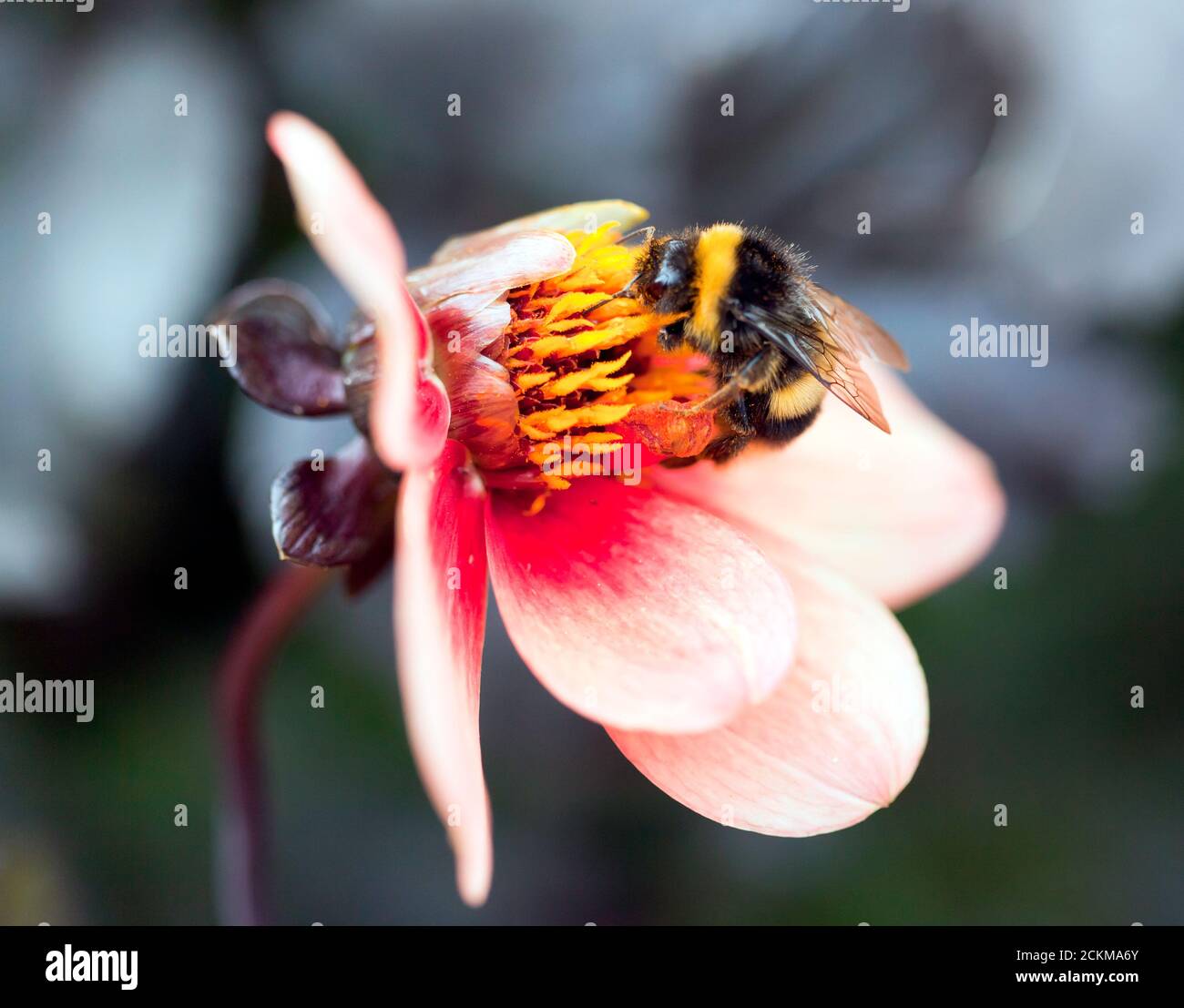 Image macro d'un apicole pour le pollen sur un Fleur unique de Dahlia aux jardins du château de Walmer Banque D'Images