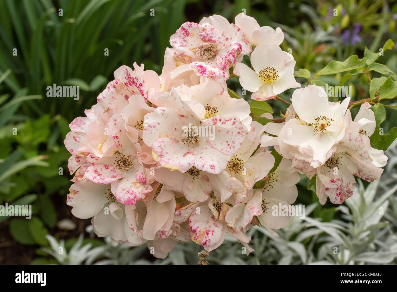 Rosa 'Sally Holmes', portraits de fleurs naturels en gros plan Banque D'Images