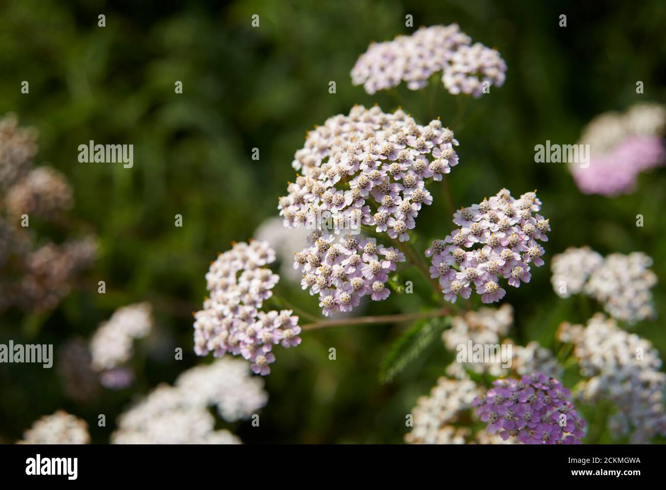 Noble yarrow (Achillea nobilis) Banque D'Images