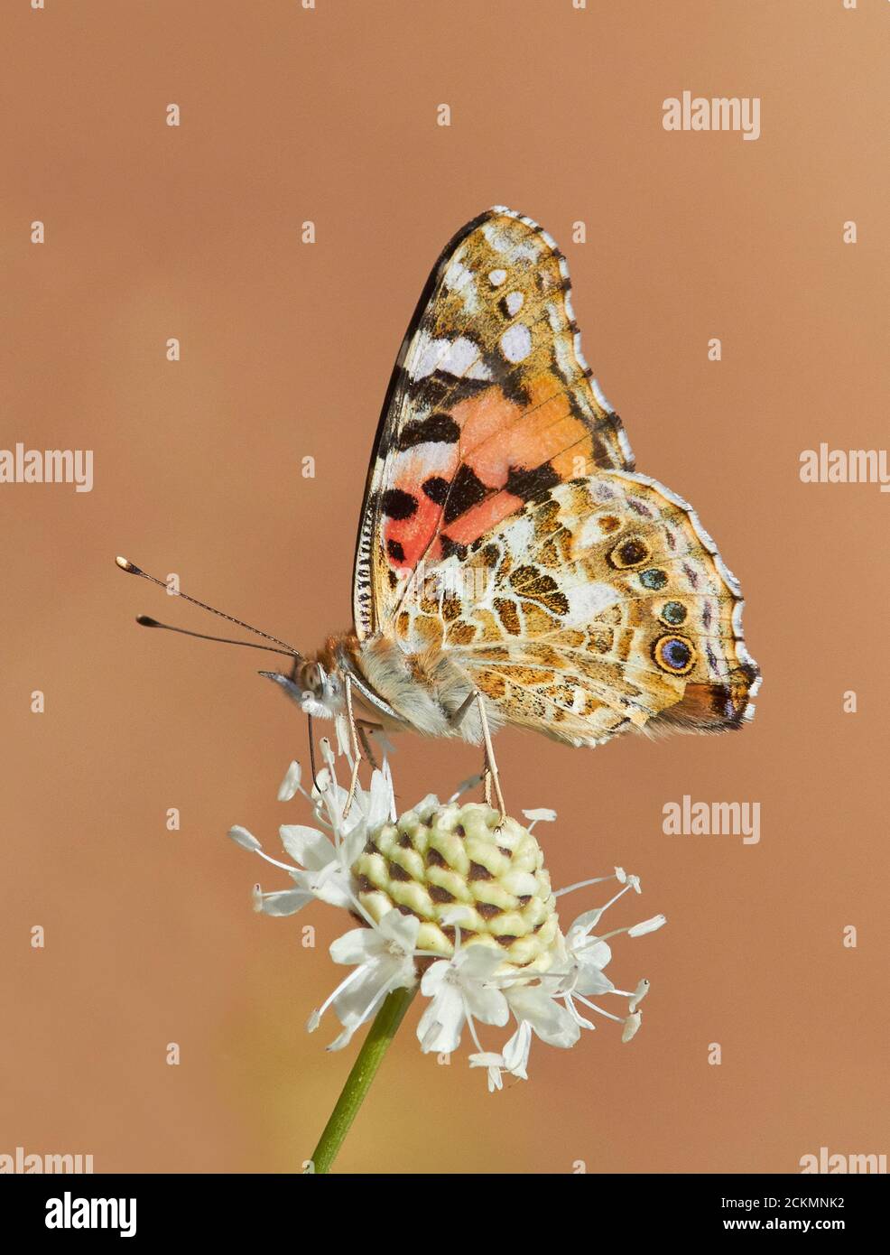 Papillon lady peint Vanessa cardui alimentation - Languedoc Sud de France Banque D'Images
