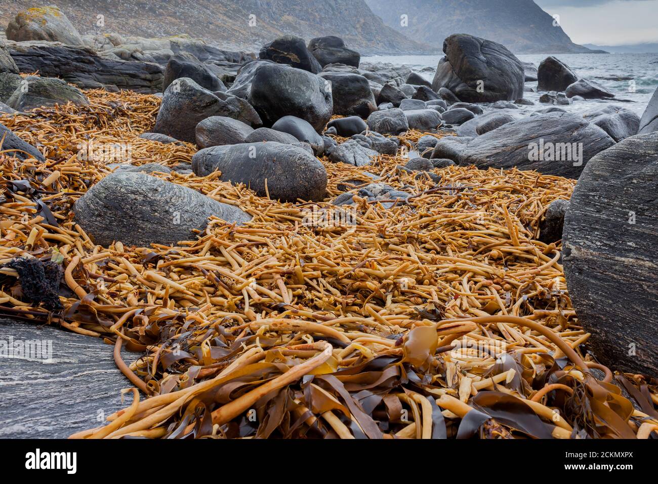 MULEVIKA, NORVÈGE - 2014 FÉVRIER 28. De longs trèsfades de gros varech rouge algue-laminaria hyperborea sur la plage. Banque D'Images