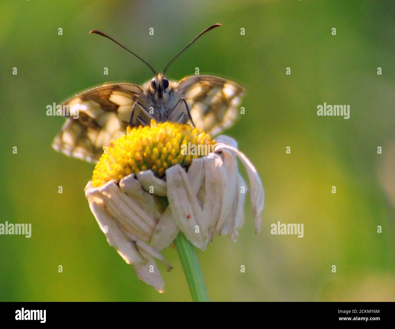 PAPILLON BLANC MARBRÉ Banque D'Images