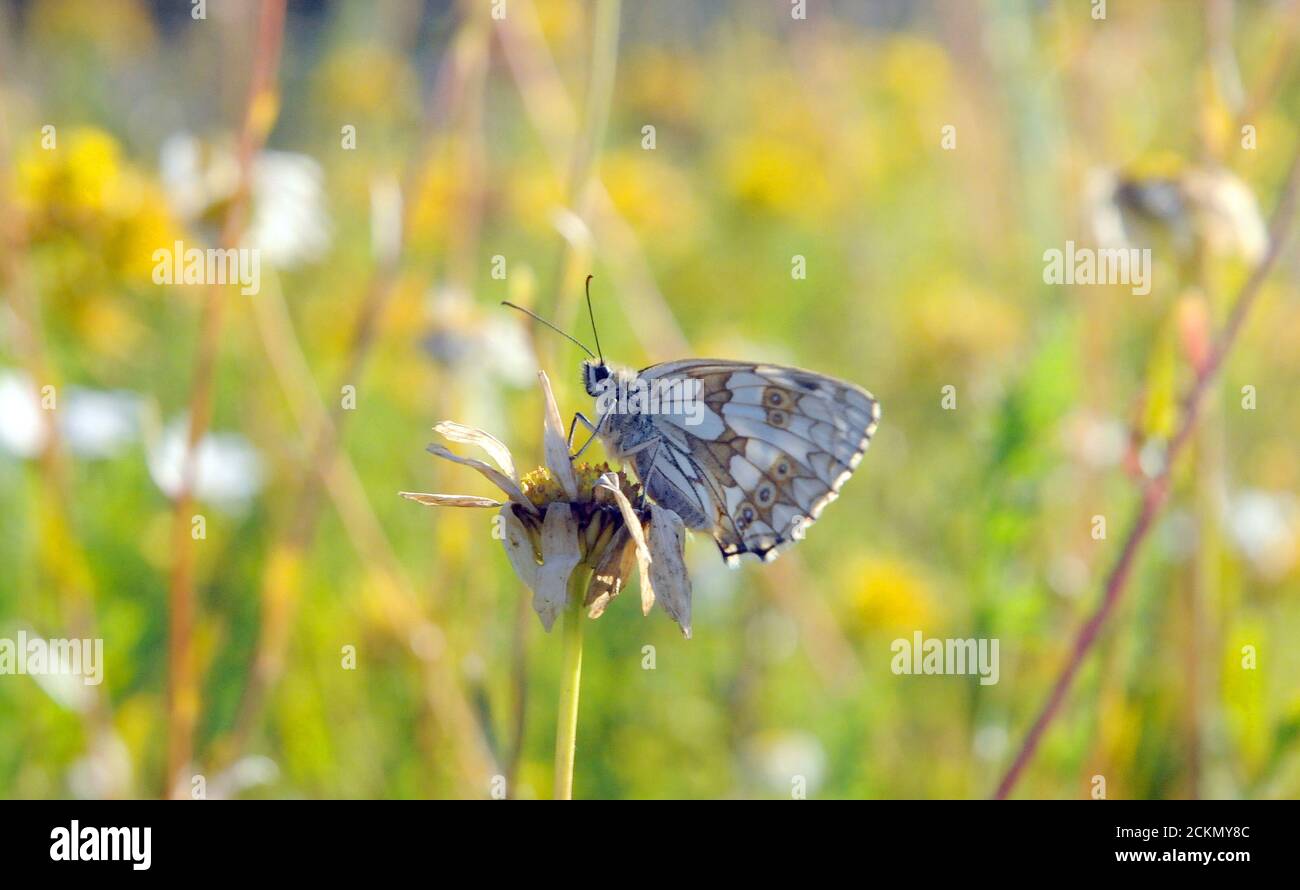 PAPILLON BLANC MARBRÉ Banque D'Images