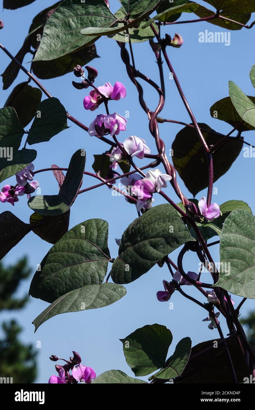 Légumes grimpants Lablab purpurpureus calaque de jacinthe violette Dolichos labab Banque D'Images