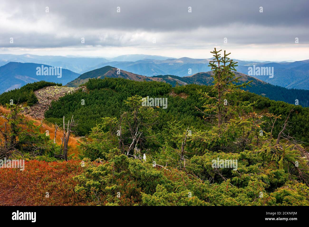 paysage d'automne dans les hautes montagnes. arbres sur les pentes et les collines rocheuses. paysage de nature coloré avec ciel nuageux au-dessus de la crête lointaine Banque D'Images