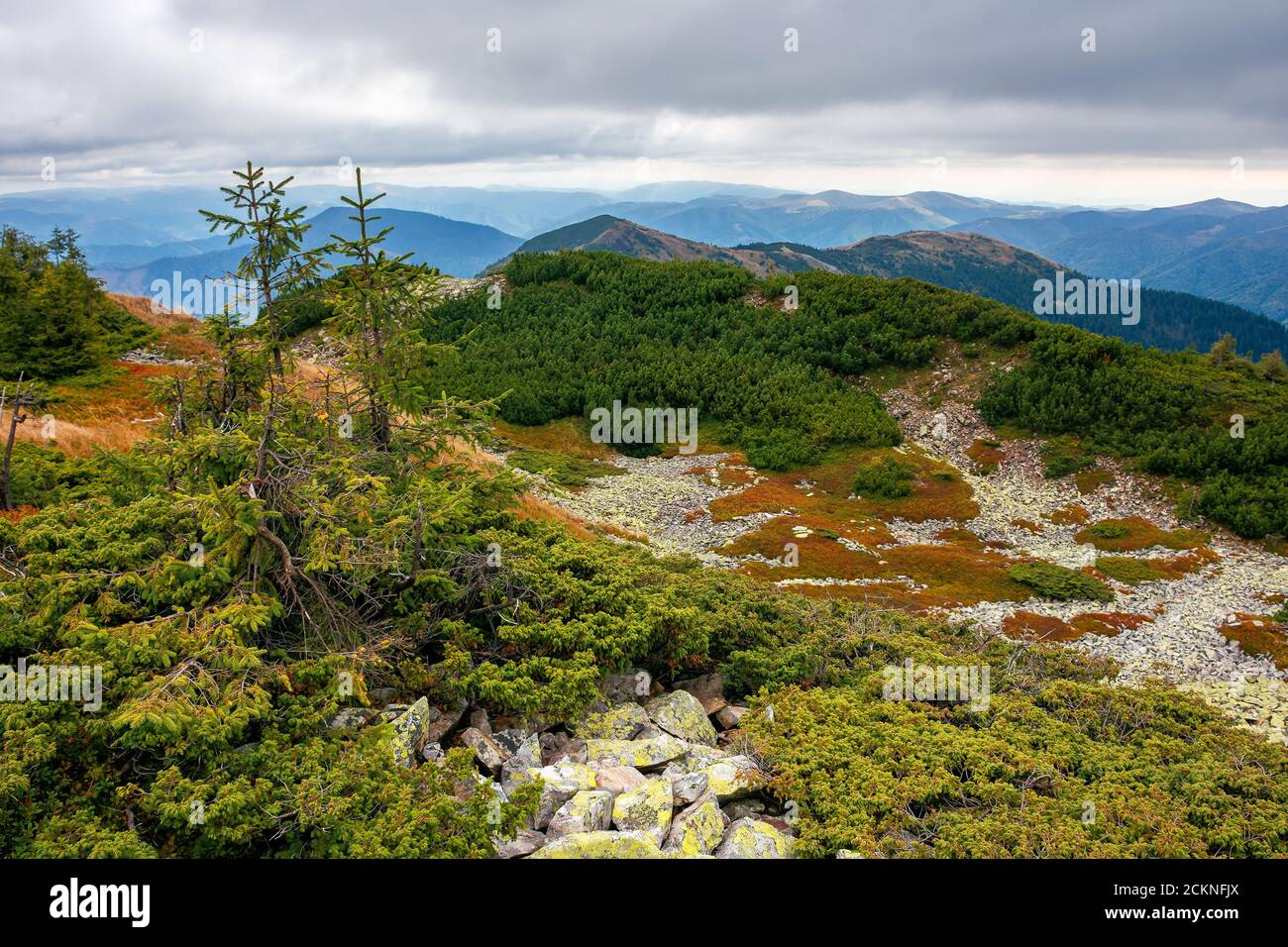 paysage d'automne dans les hautes montagnes. arbres sur les pentes et les collines rocheuses. paysage de nature coloré avec ciel nuageux au-dessus de la crête lointaine Banque D'Images