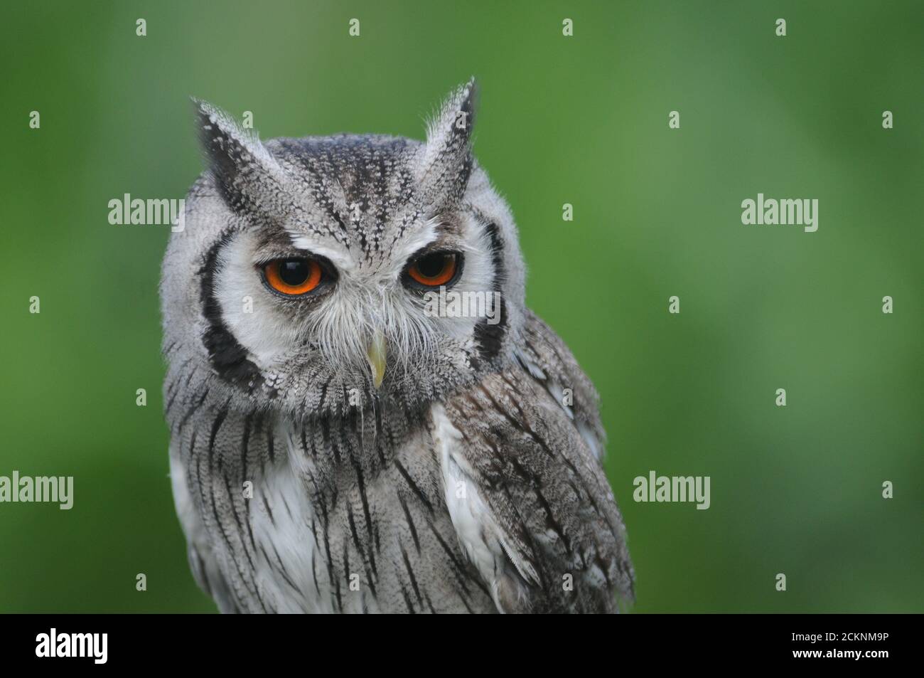 HIBOU À LONGUES OREILLES Banque D'Images