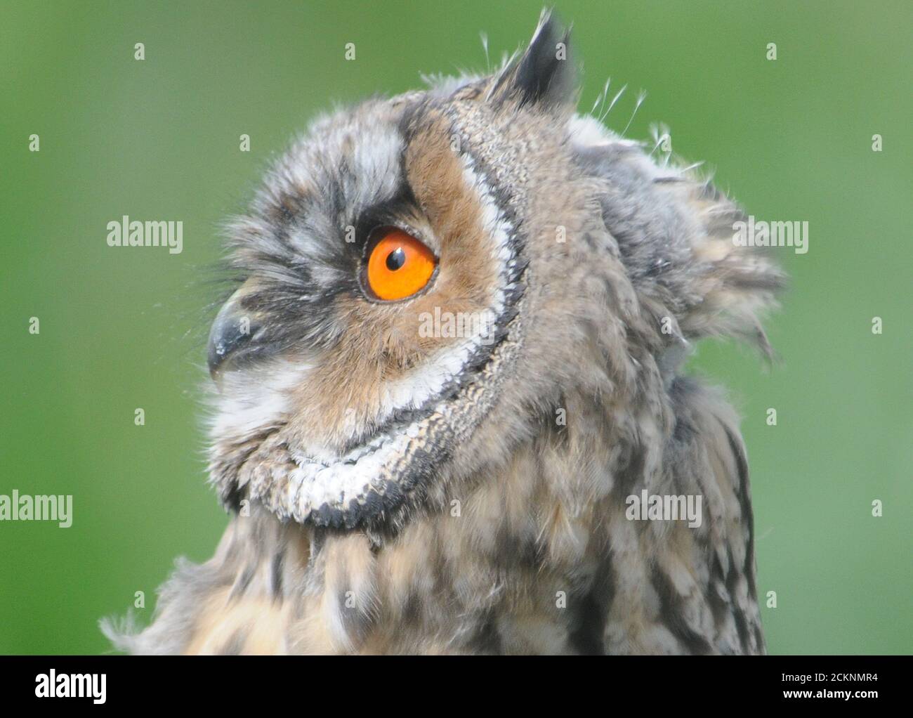 HIBOU À LONGUES OREILLES Banque D'Images