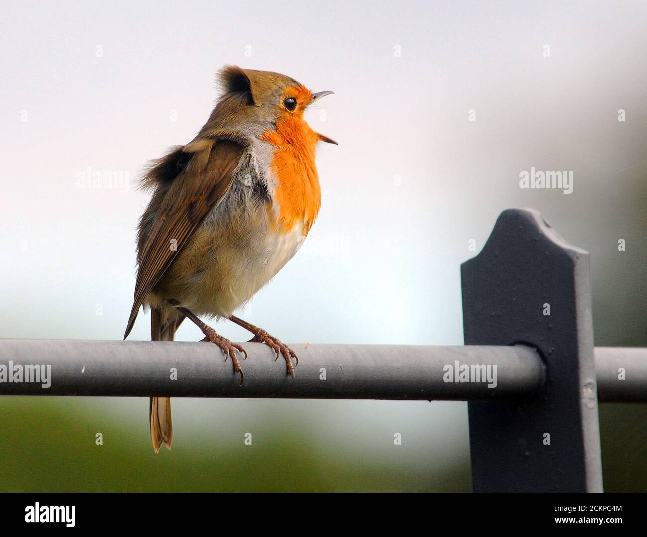 CHANT ROBIN Banque D'Images