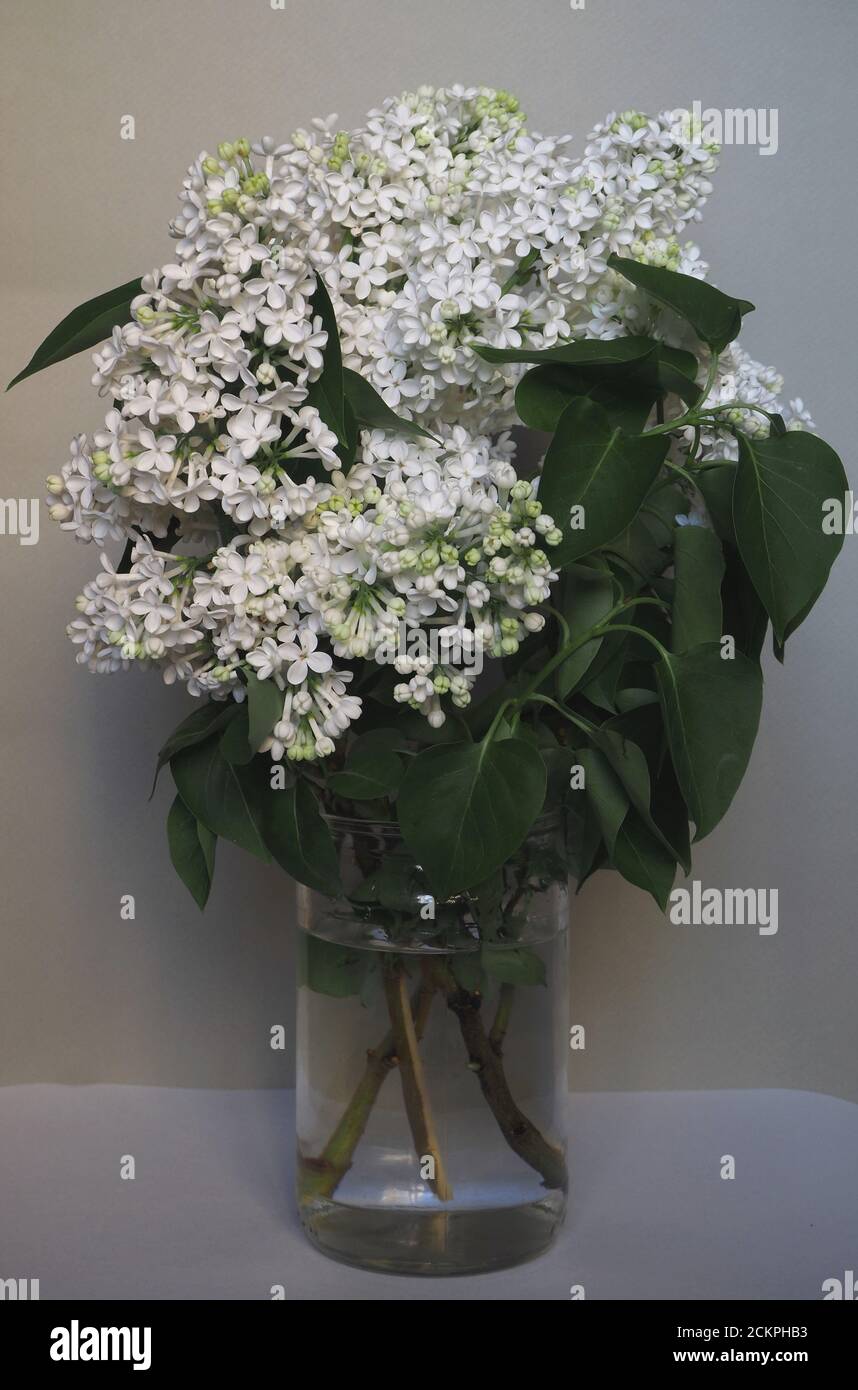Un bouquet de lilas blanc dans la banque est en gros plan. Banque D'Images