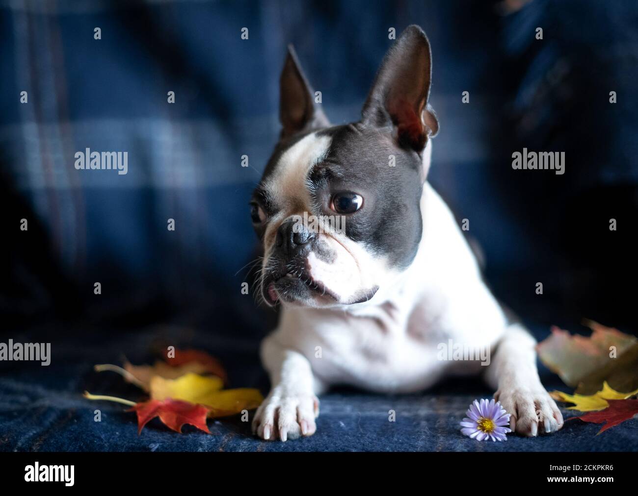 Portrait d'un chien de Boston Terrier dans un intérieur confortable le jour de l'automne. Banque D'Images