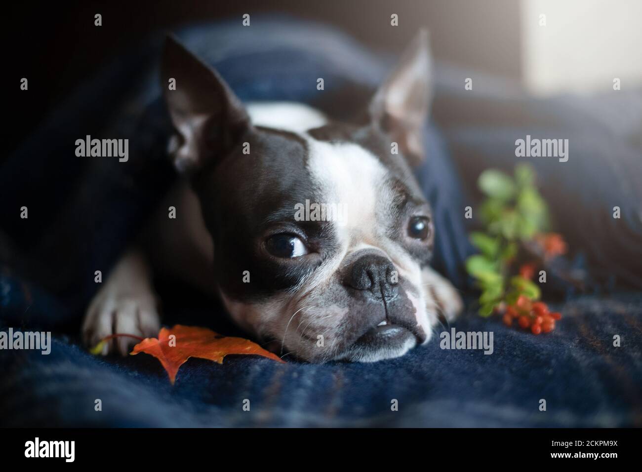 Portrait d'un chien de Boston Terrier dans un intérieur confortable le jour de l'automne. Banque D'Images