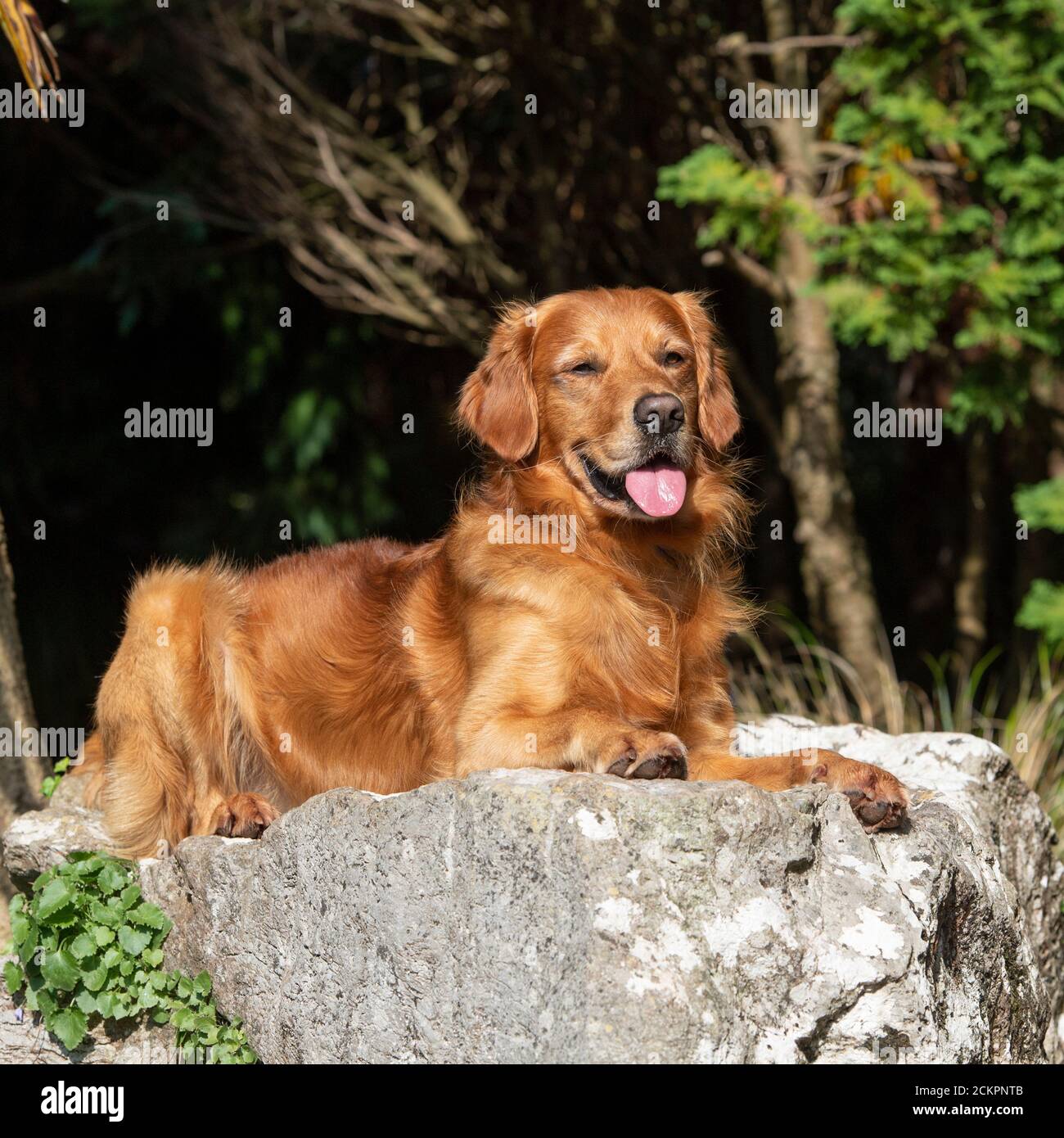 Golden retriever dog Banque D'Images