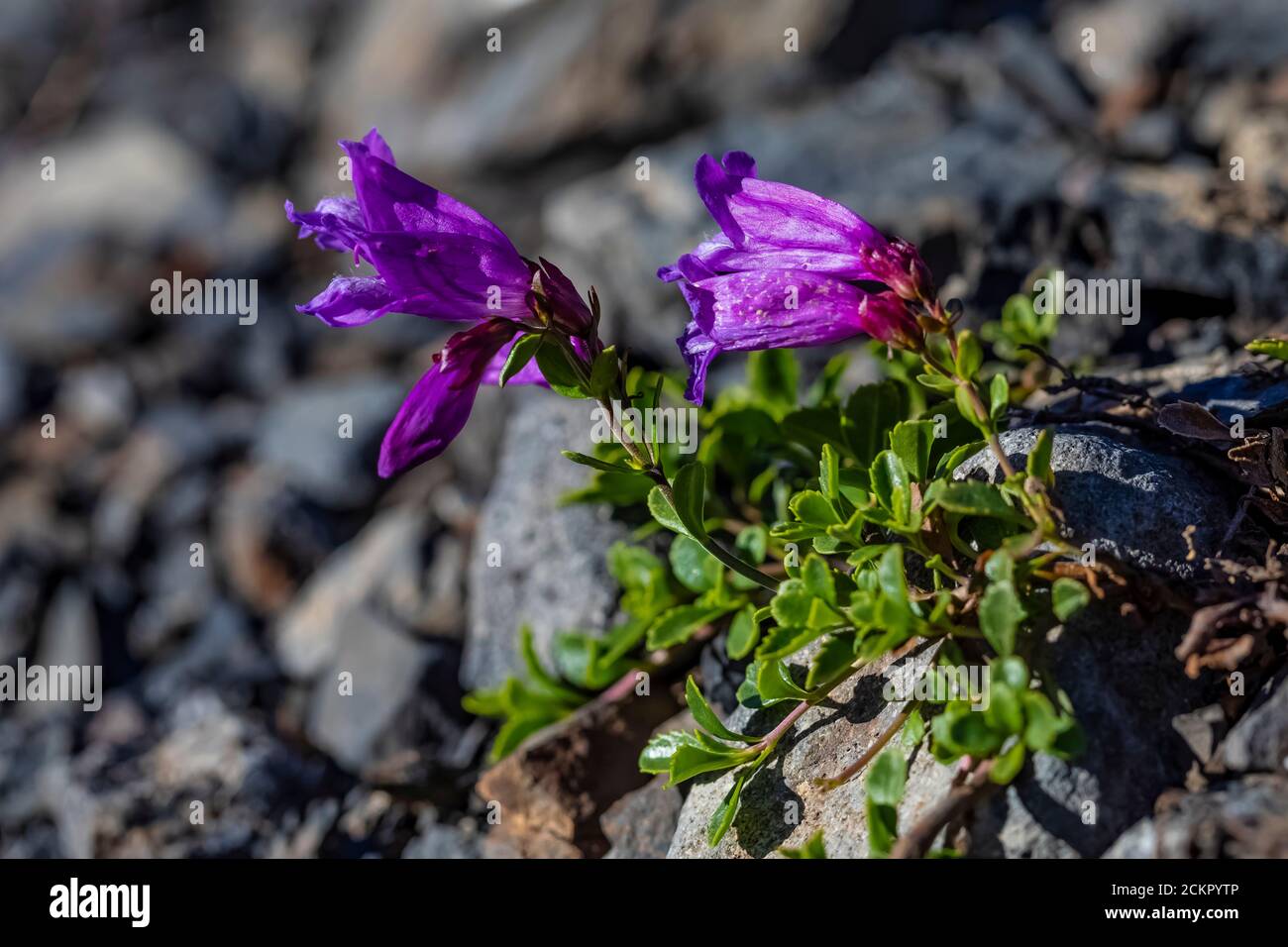 Penstemon de Davidson, Penstemon davidsonii, qui fleurira sur Heliotrope Ridge sous Mount Baker, Mount Baker-Snoqualmie National Forest, État de Washington, Banque D'Images