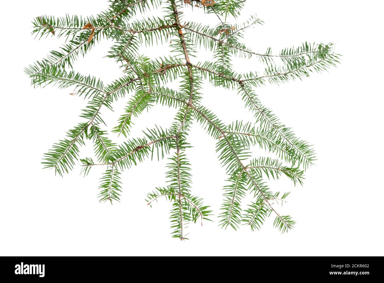 Branche d'arbre Evergreen isolée sur fond blanc Banque D'Images