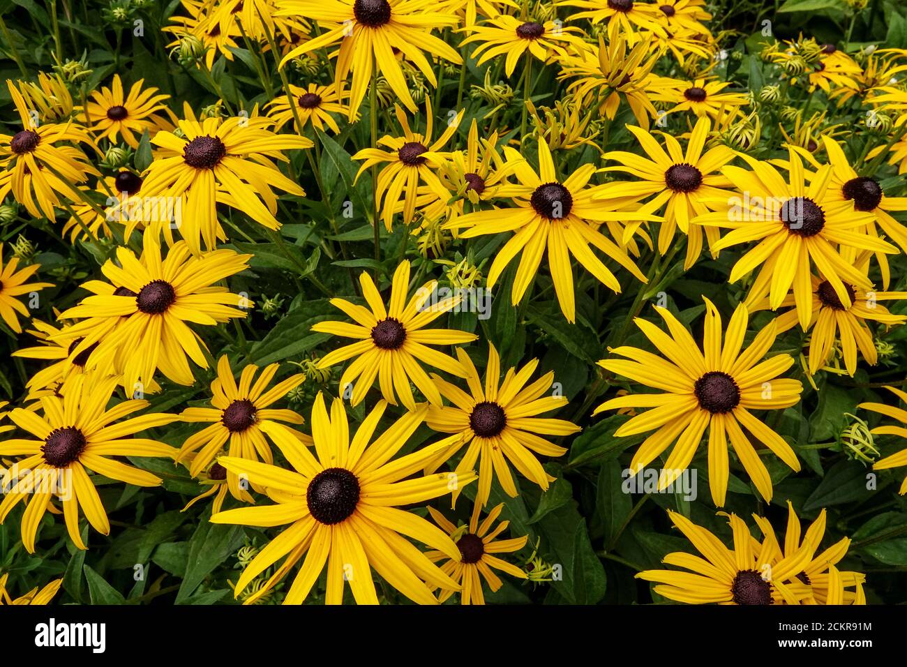 Rudbeckia fulgida Goldsturm Rudbeckia goldsturm à yeux noirs Susan jaune parterre à fleurs Banque D'Images