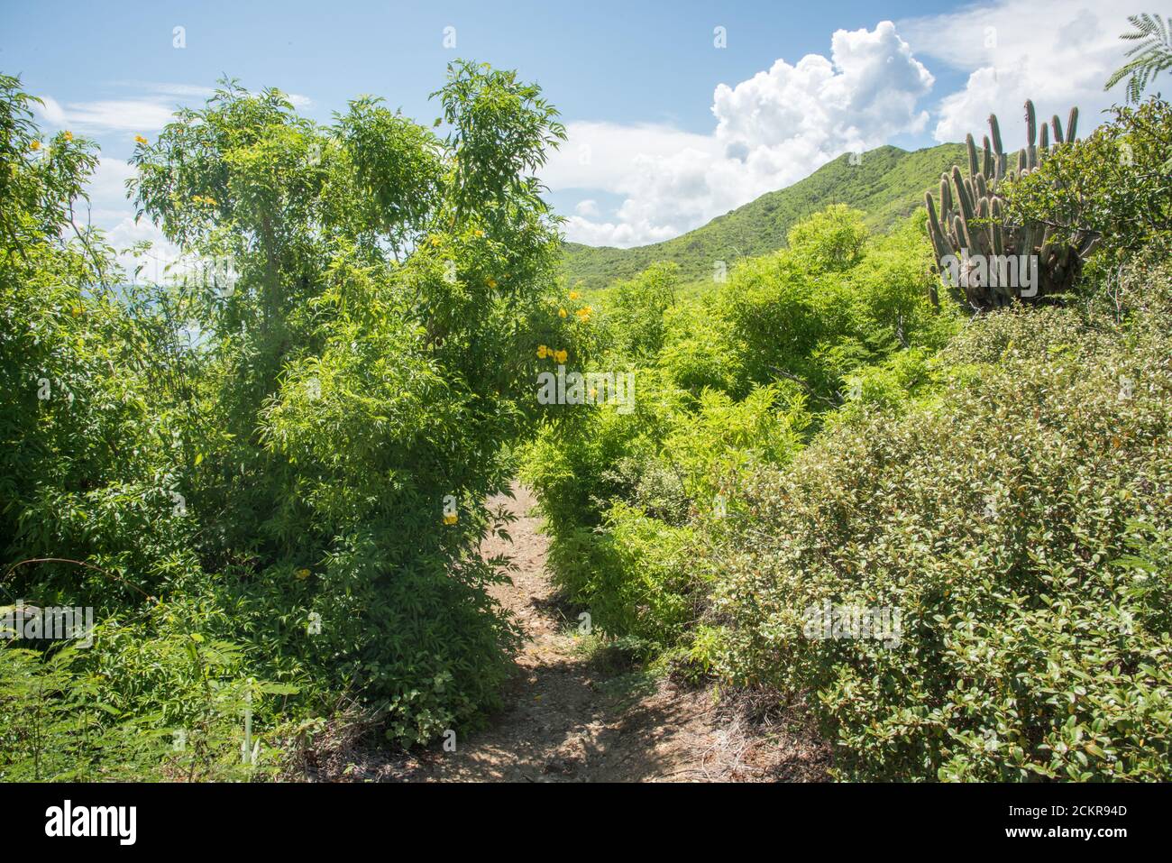 Chemin à travers la chaîne côtière de collines avec des cactus, des plantes et des fleurs sauvages, sous un ciel bleu avec des nuages sur Sainte-Croix dans l'US VI Banque D'Images