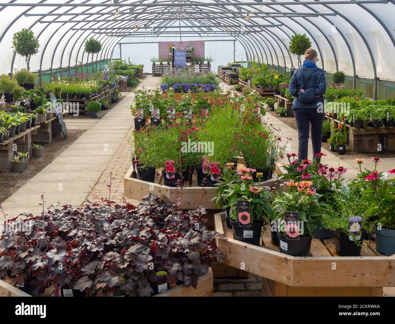 Une femme âgée regardant un centre de jardin exposé de plantes à vendre Banque D'Images Une femme âgée regardant un centre de jardin exposé de plantes à vendre Banque D'Images