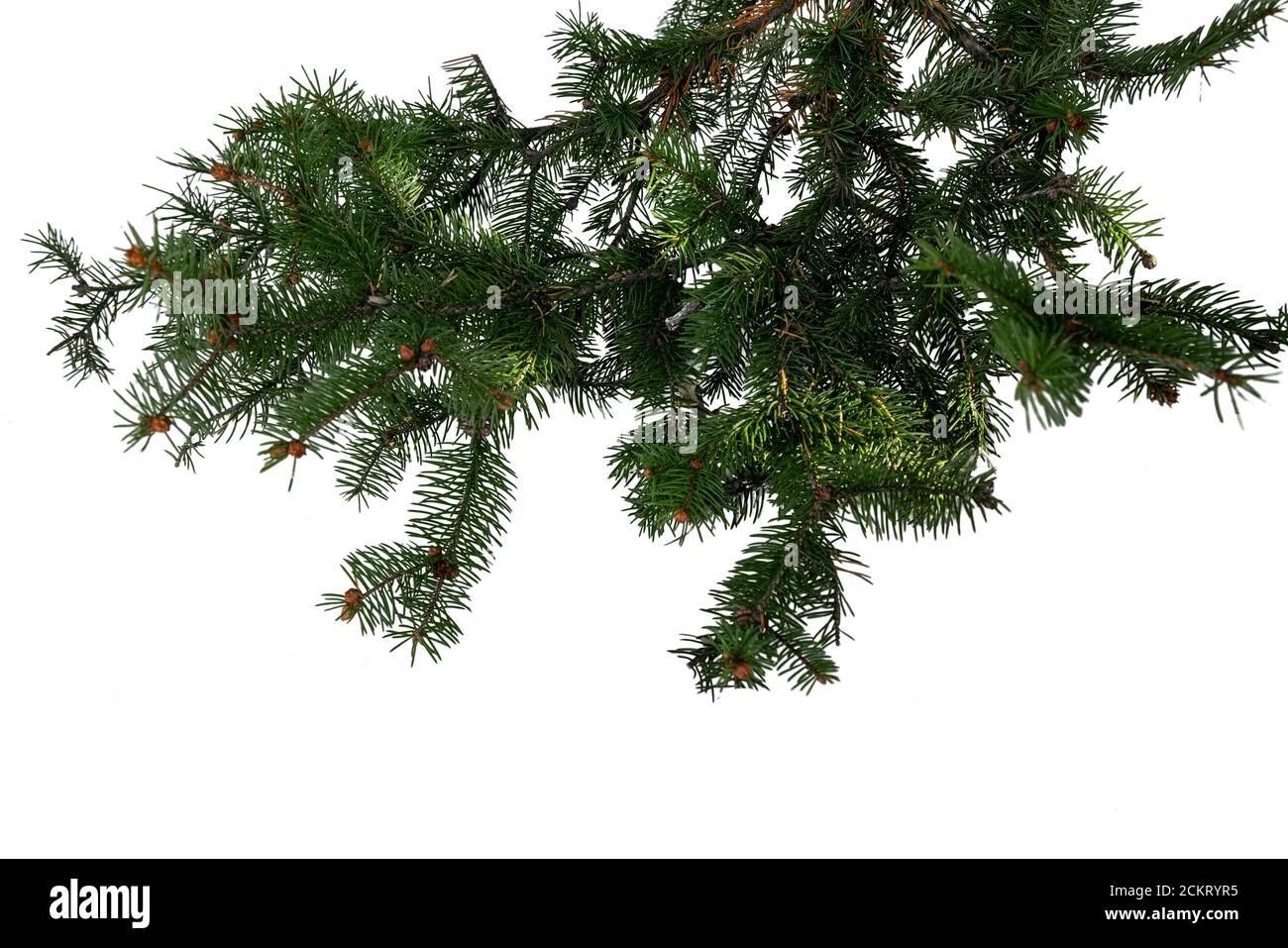 Branche d'arbre Evergreen isolée sur fond blanc Banque D'Images