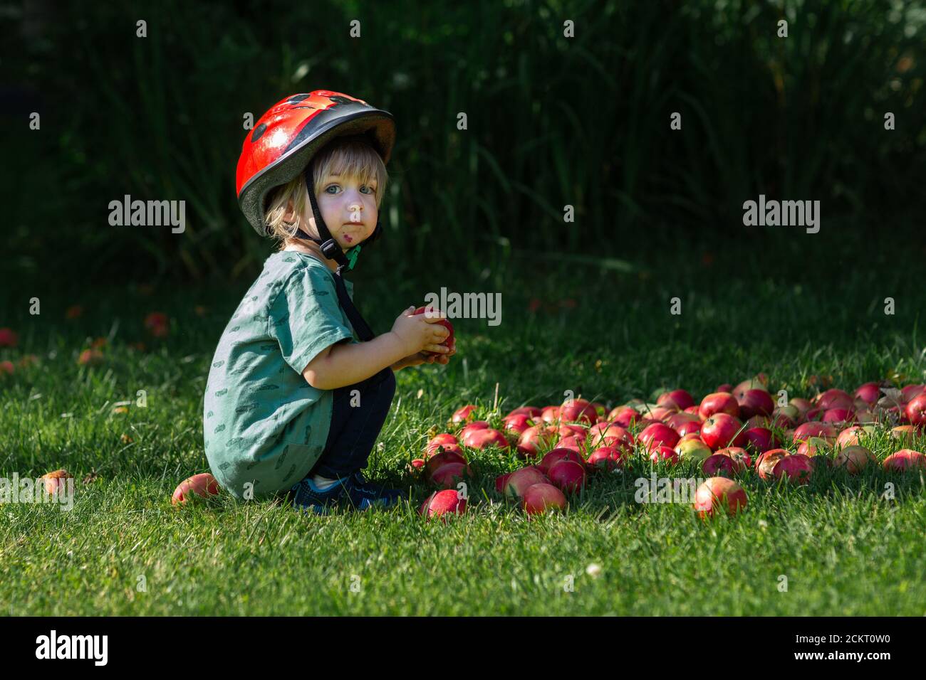 jeune garçon dans le jardin avec une pile de rouge pommes Banque D'Images