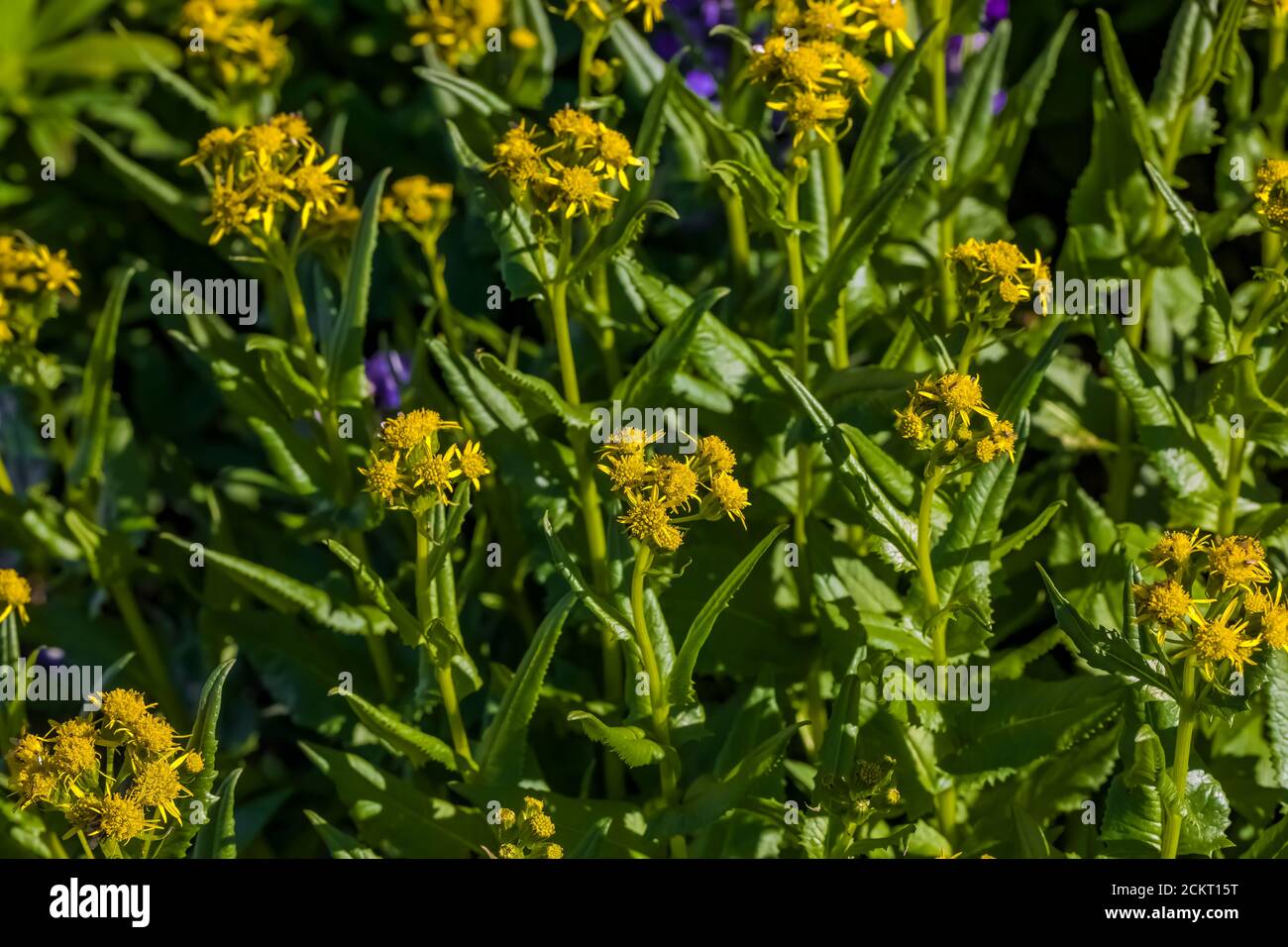 Arrowleaf Groundsel, Senecio triangularis, floraison sur Heliotrope Ridge sous Mount Baker, Mount Baker-Snoqualmie National Forest, Washington State, U Banque D'Images