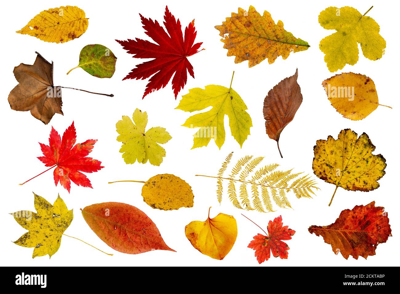 Ensemble de magnifiques feuilles d'automne isolées sur fond blanc Banque D'Images