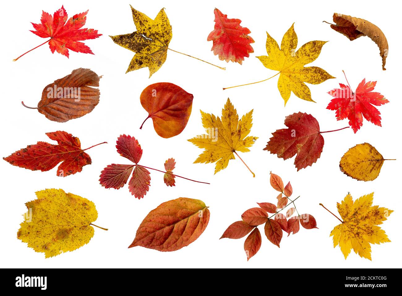 Ensemble de magnifiques feuilles d'automne isolées sur fond blanc Banque D'Images