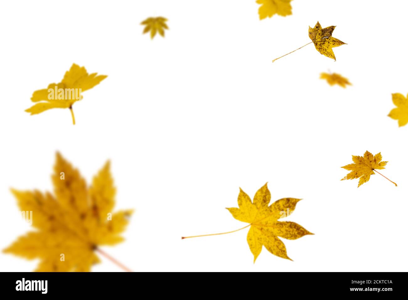 Automne brillant chutes de feuilles sur fond blanc Banque D'Images