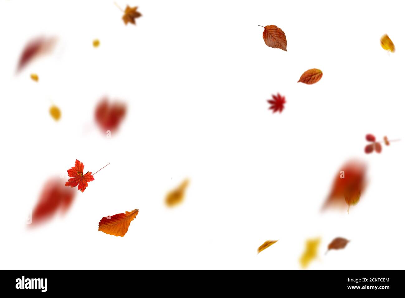 Automne brillant chutes de feuilles sur fond blanc Banque D'Images