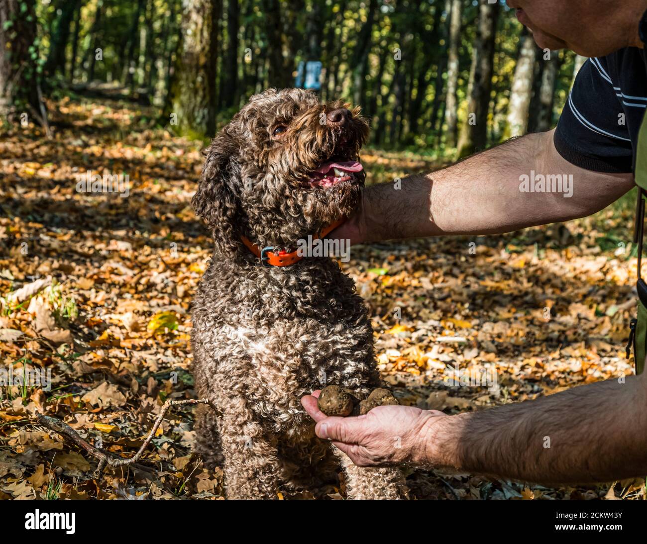 Chien aidant à récolter des truffes noires en Bourgogne, France. La truffe Elfe a 9 ans. En formation, les chiens sont formés pour sentir les truffes mûres. Les chiens peuvent indiquer des truffes à une profondeur de 10 à 12 centimètres Banque D'Images