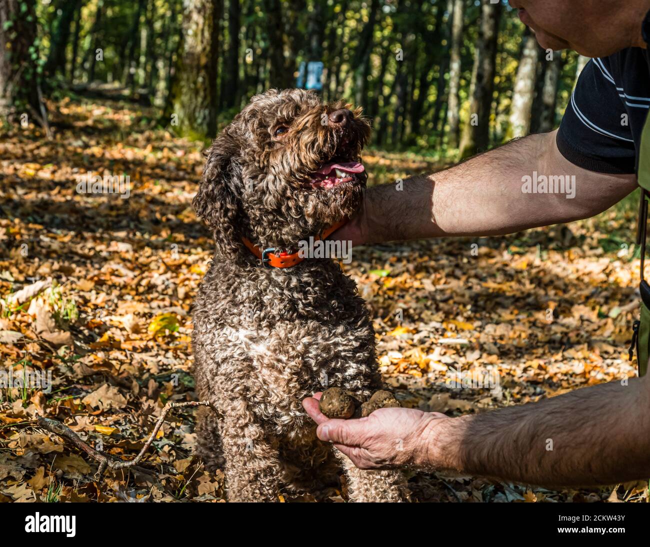 Thierry Bezeux ajuste le collier de son chien à truffes Elfe, un Lagotto Romagnolo de neuf ans, sur le terrain de truffes près de Marey-lès-Fussey en Bourgogne, France. Elfe est assis devant lui, la gueule ouverte et portant un collier orange, regardant vers lui. Le chien aide à récolter des truffes noires et peut indiquer celles qui sont mûres à une profondeur de dix à douze centimètres. Banque D'Images