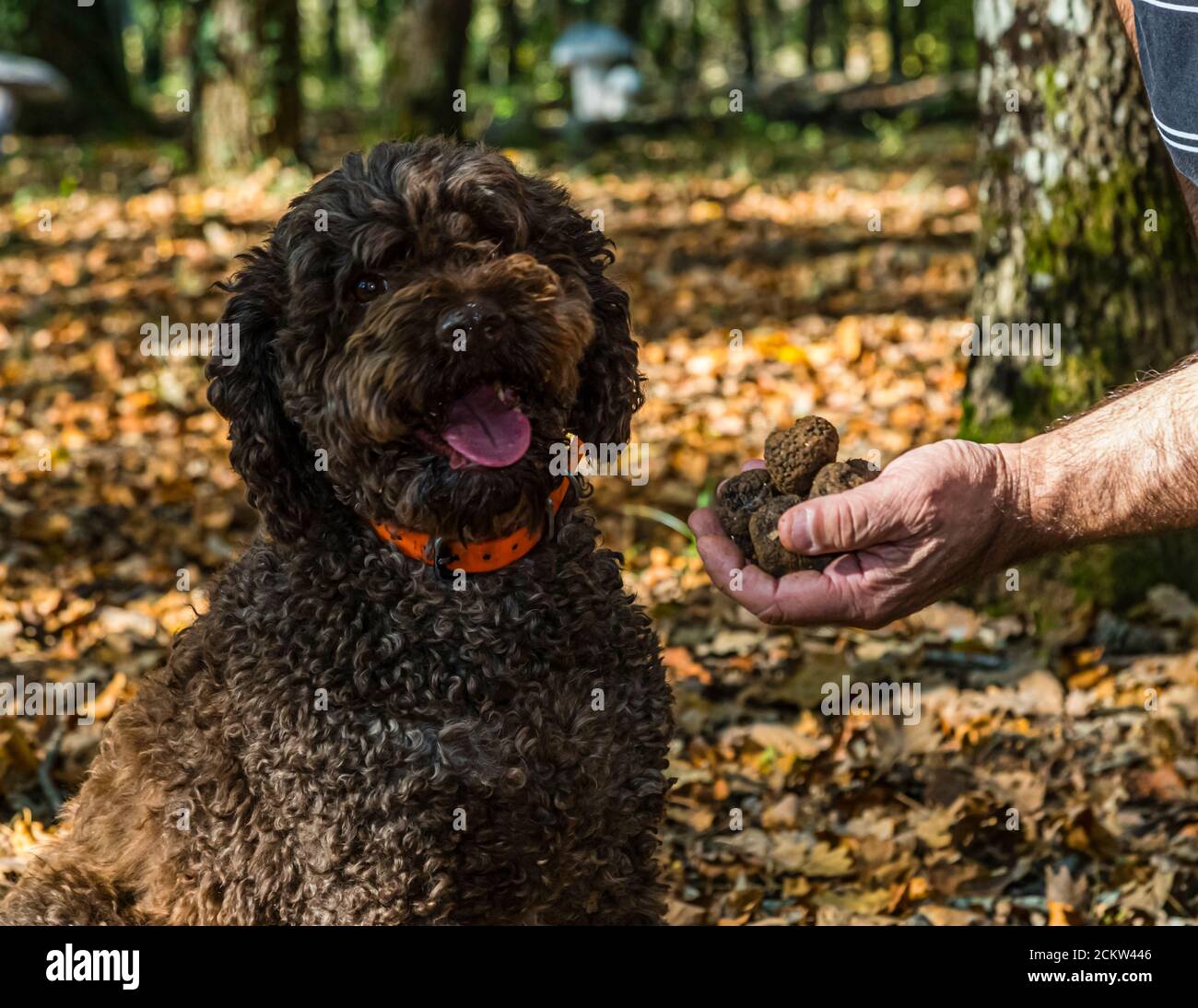 Chienne truffière Elfe, un Lagotto Romagnolo portant un collier orange, est assise la langue tirée devant Thierry Bezeux, qui lui tend plusieurs truffes trouvées sur le terrain truffier près de Marey-lès-Fussey en Bourgogne, France. Un marqueur de piste en forme de champignon blanc se dresse en arrière-plan. La chienne de neuf ans aide à récolter des truffes noires et peut indiquer les truffes mûres à une profondeur de dix à douze centimètres. Banque D'Images