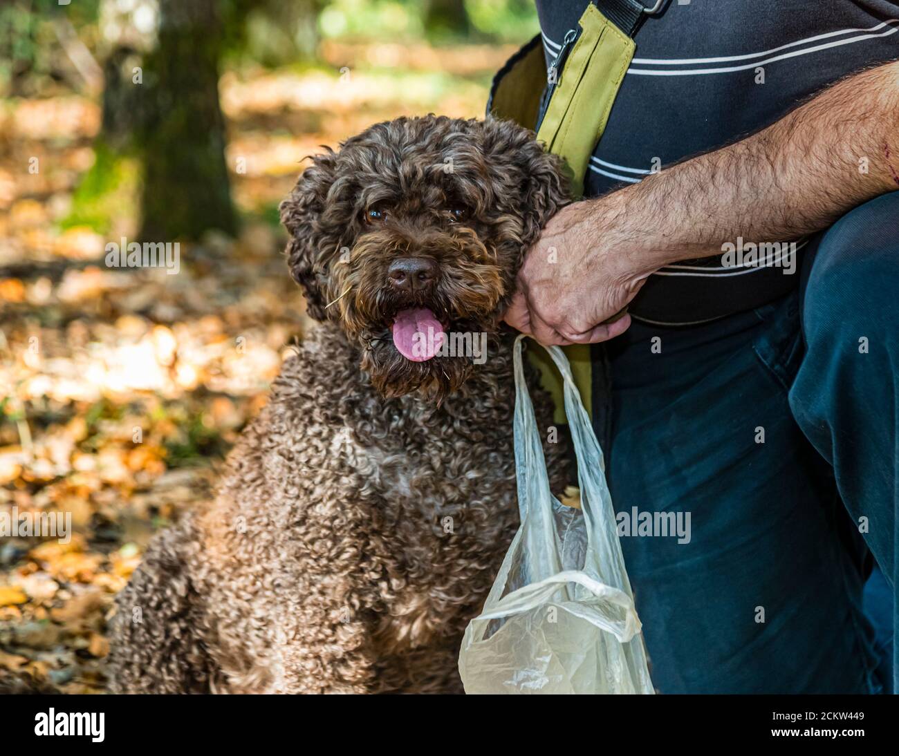Elfe, une chienne chasseuse de truffes de race Lagotto Romagnolo, regarde la caméra avec sa langue pendante dans les terrains de chasse aux truffes près de Marey-lès-Fussey en Bourgogne, France. Son pelage épais, brun et bouclé encadre ses yeux sombres ; en arrière-plan, Thierry Bezeux pose sa main protectrice sur sa tête. La chienne de neuf ans aide à la récolte des truffes noires. Banque D'Images