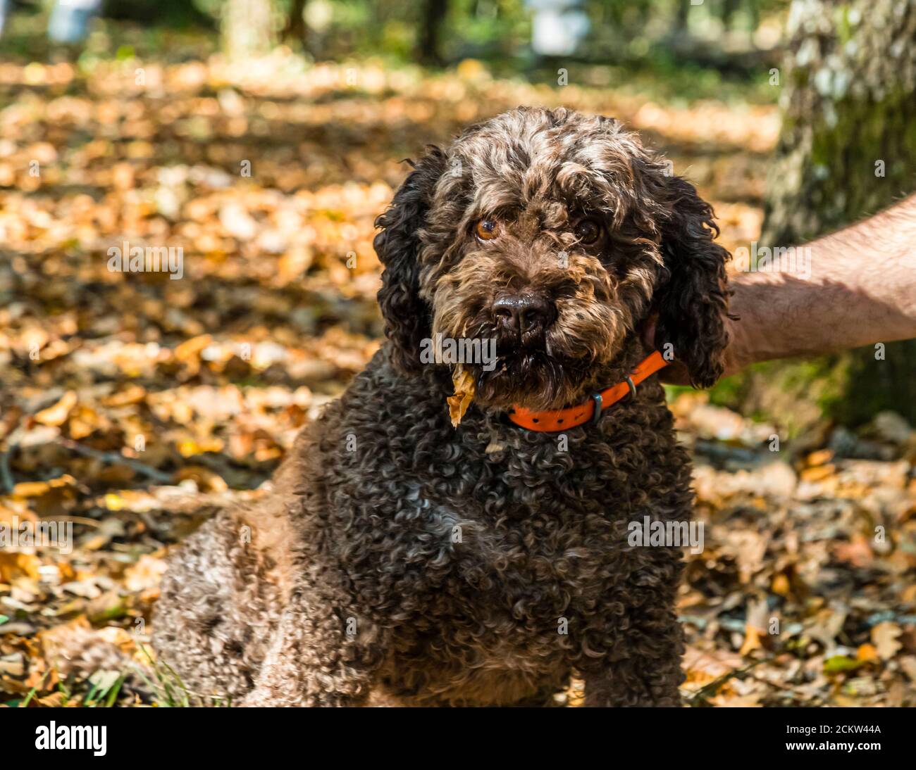 Elfe, chien truffier Lagotto Romagnolo portant un collier orange, regarde attentivement la caméra sur le terrain truffier près de Marey-lès-Fussey en Bourgogne, France. Un morceau de feuille pend de sa gueule, et son pelage dense brun-beige s'assombrit vers le museau. Le chien de neuf ans aide à récolter des truffes noires et peut indiquer les truffes mûres à une profondeur de dix à douze centimètres. Banque D'Images