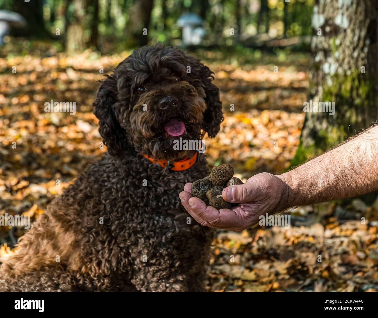 Chien truffier Elfe, un Lagotto Romagnolo portant un collier orange, est assis avec la langue tirée devant Thierry Bezeux, qui lui tend des truffes trouvées sur le terrain truffier près de Marey-lès-Fussey en Bourgogne, France. Elle baisse la tête vers sa main, son pelage bouclé paraissant plus sombre et humide au niveau du museau. Le chien de neuf ans aide à récolter des truffes noires et peut indiquer les truffes mûres à une profondeur de dix à douze centimètres. Banque D'Images