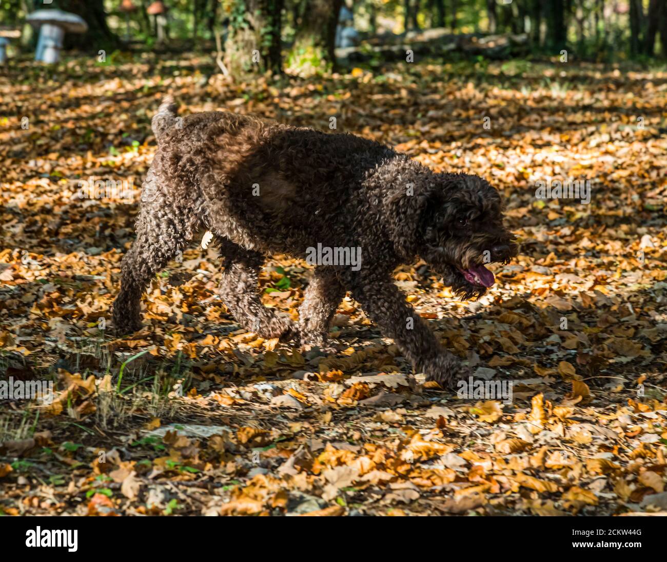 Chien truffier Elfe, une Lagotto Romagnolo, trotte avec détermination à travers les feuilles d'automne sur le terrain truffier près de Marey-lès-Fussey en Bourgogne, France, la queue levée. Son pelage bouclé et humide capte la lumière du soleil entre les arbres. La chienne de neuf ans aide à récolter des truffes noires. Banque D'Images