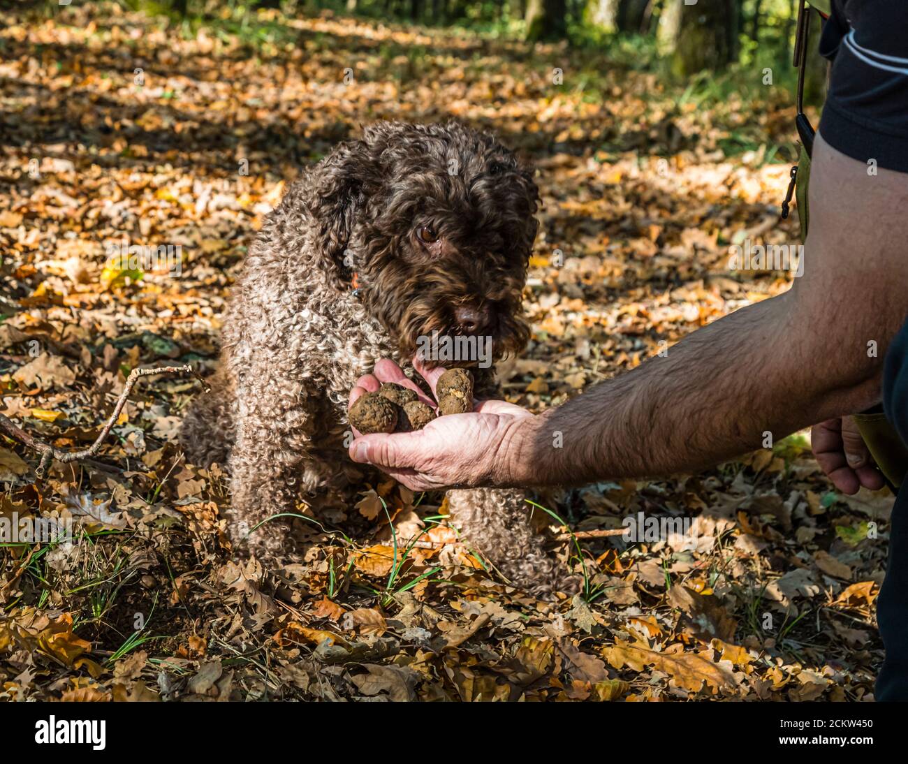 Thierry Bezeux donne à son chien truffier Elfe, un Lagotto Romagnolo de neuf ans, un truffe trouvé en récompense sur le terrain truffier près de Marey-lès-Fussey en Bourgogne, France. Portant un collier orange, Elfe est assis attentivement devant lui, reniflant la friandise dans sa main. En formation, les chiens apprennent à déceler les truffes mûres et peuvent les indiquer à une profondeur de dix à douze centimètres. Banque D'Images