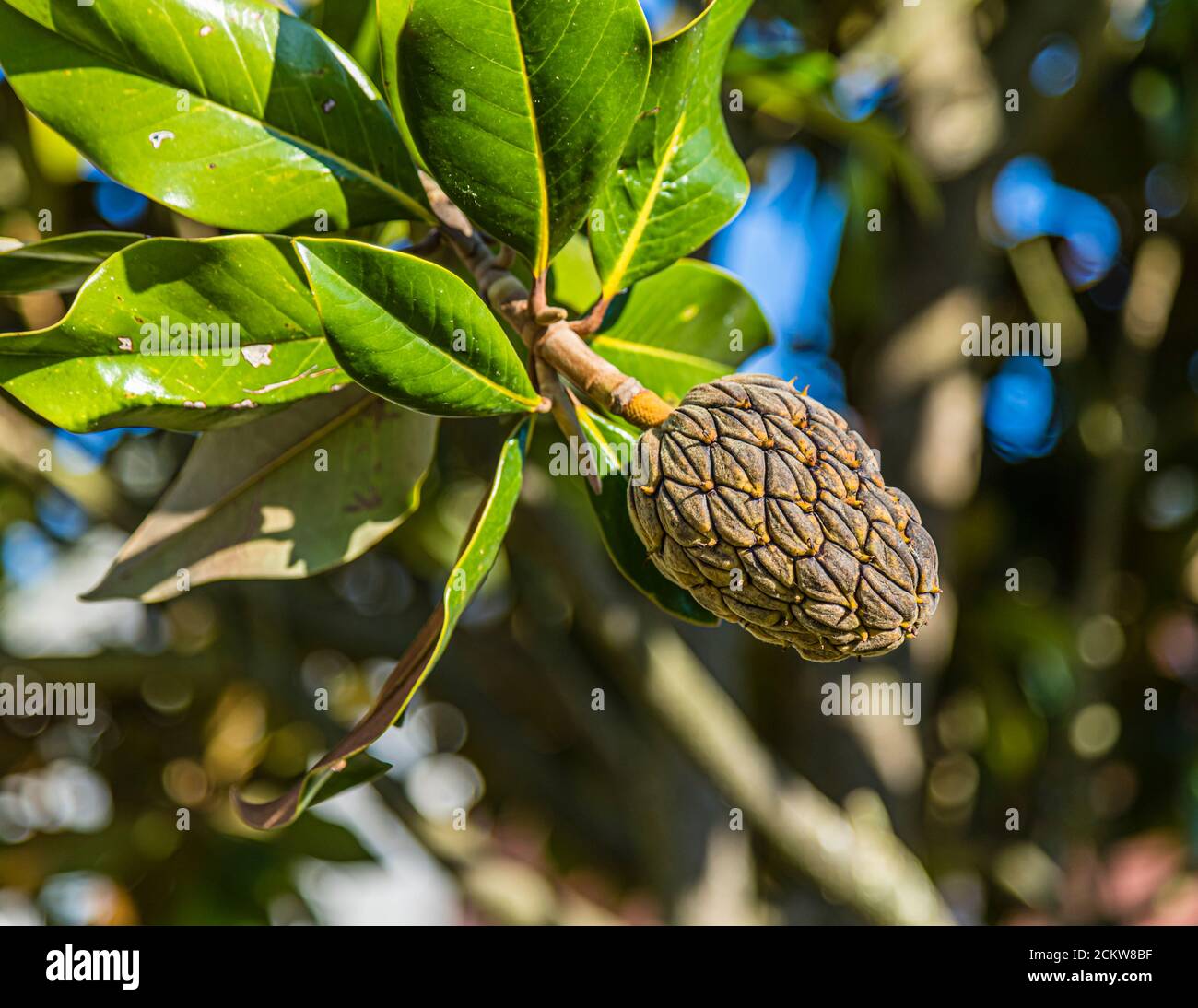 Fruit de l'arbre en caoutchouc Ficus Elastica à Dole, France Banque D'Images