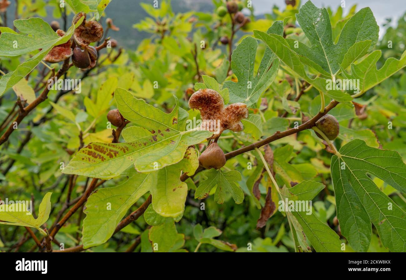 arbre de figuier aux fruits mûrs Sardaigne, Italie Banque D'Images