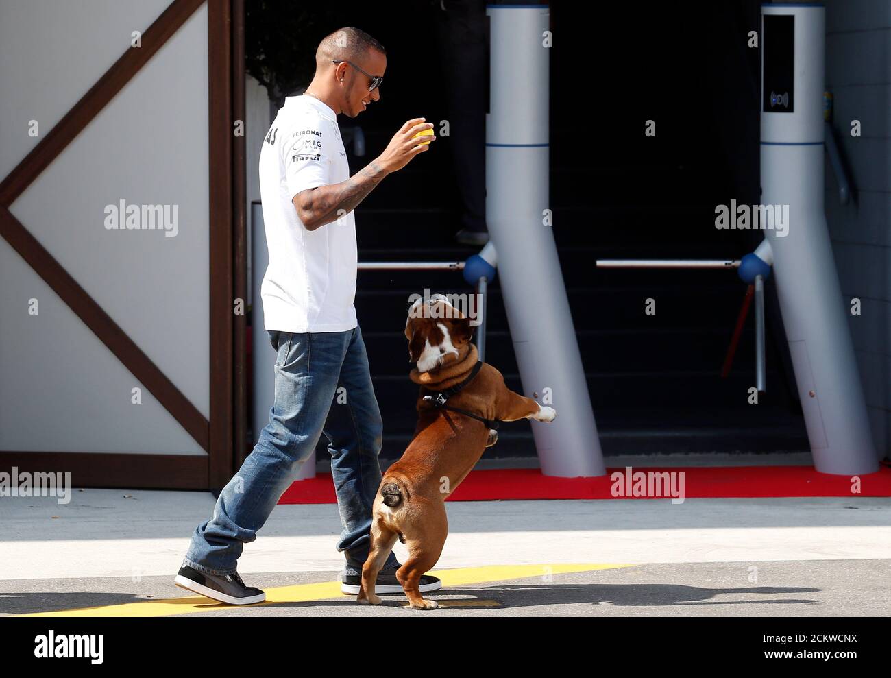 Roscoe Dog Banque D Image Et Photos Alamy