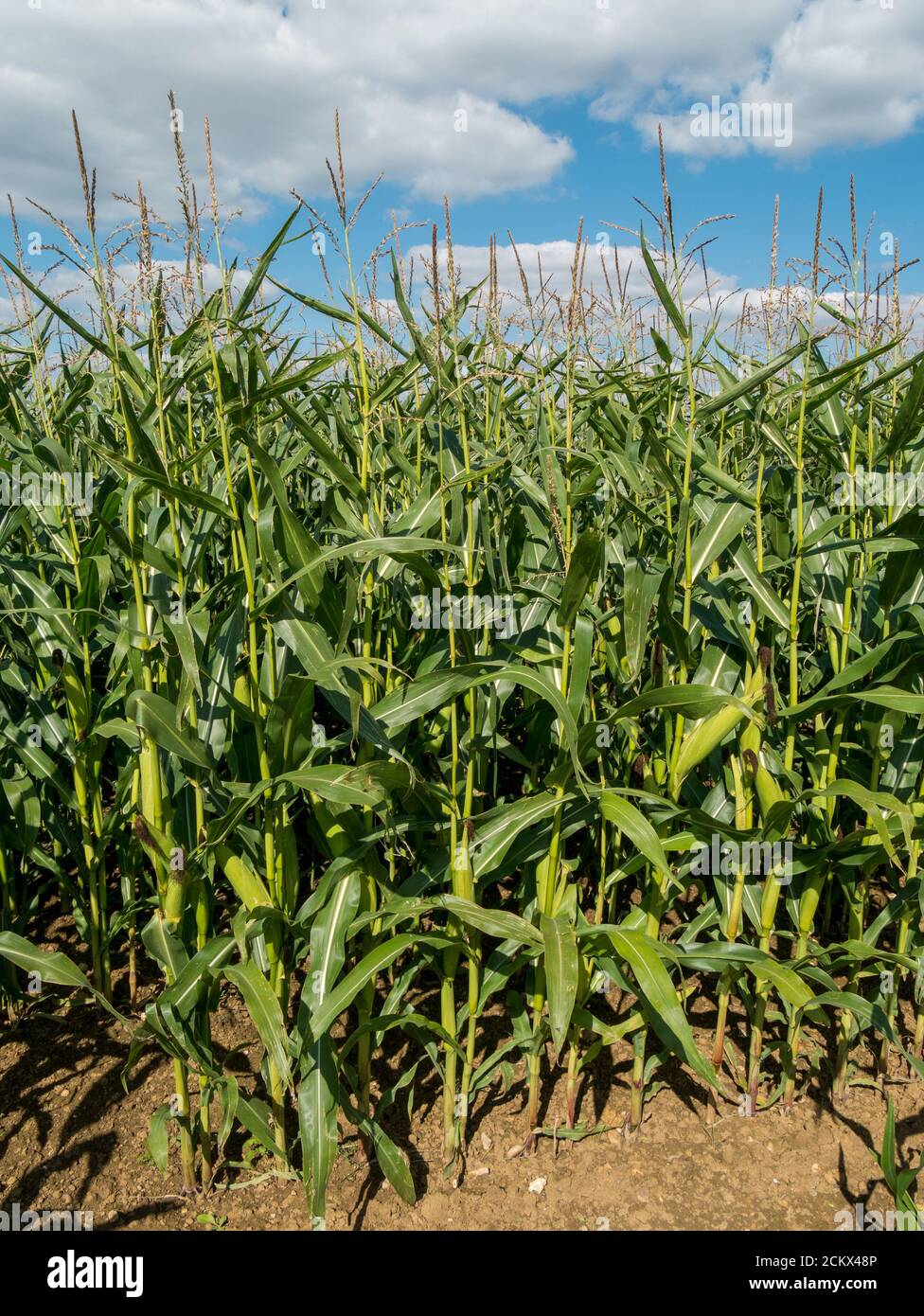 Des rangées éclairées de grandes cultures de maïs vert ou de maïs doux poussant dans le champ de l'agriculteur britannique avec ciel bleu au-dessus en septembre, Leicestershire, Angleterre, Royaume-Uni Banque D'Images
